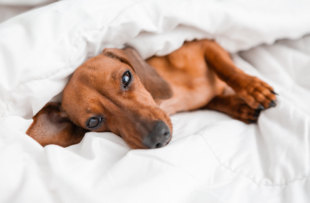 How To Choose A Washable Dog Bed Your Pup Will Love